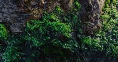 Un sistema fotosintético genera energía con algas marinas