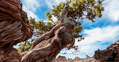 Descubren el árbol más antiguo del mundo y podría tener 5,000 años