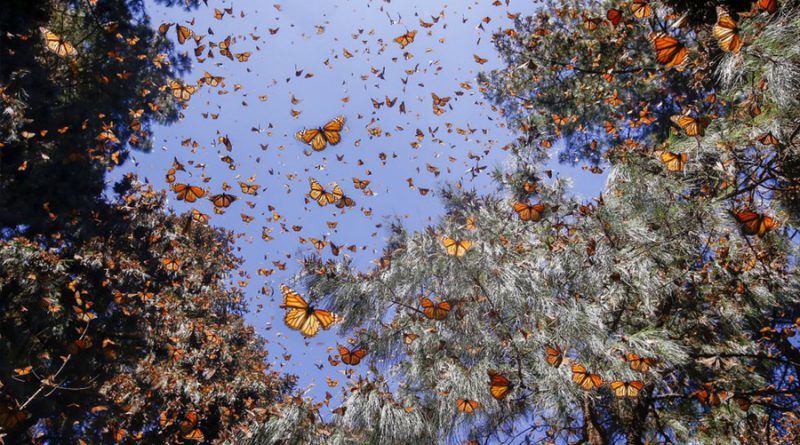 La mariposa monarca resiste al embate del cambio climático y la tala ilegal en México
