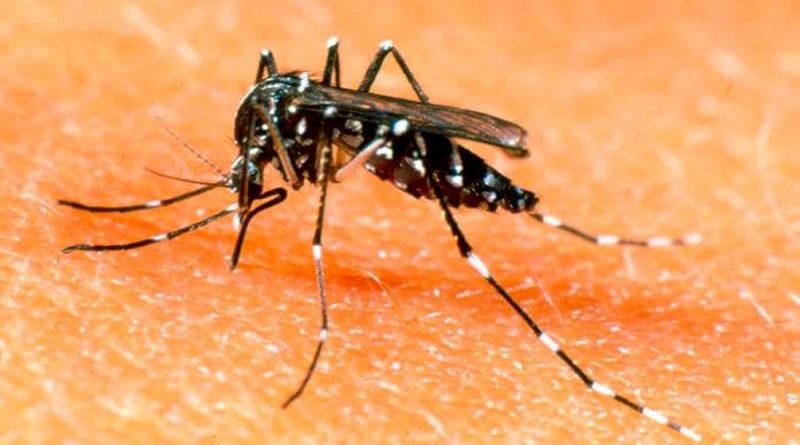 Los virus del dengue y el Zica nos hacen más apetitosos para los mosquitos