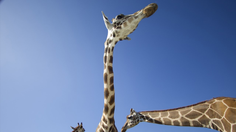 Un extraño fósil aclara el misterioso origen del largo cuello de las jirafas