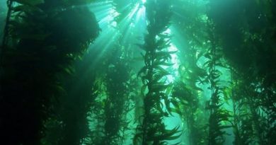 La Patagonia chilena, santuario para los bosques de algas gigantes