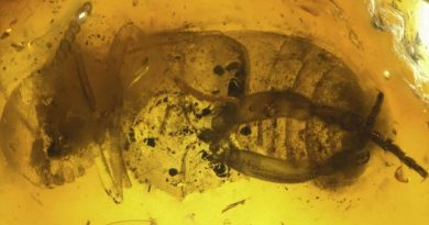 Encuentran un escarabajo desconocido de 95 millones de años en un ámbar