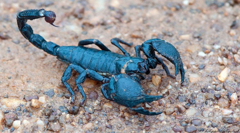 Investigan veneno de escorpión azul para tratar el cáncer