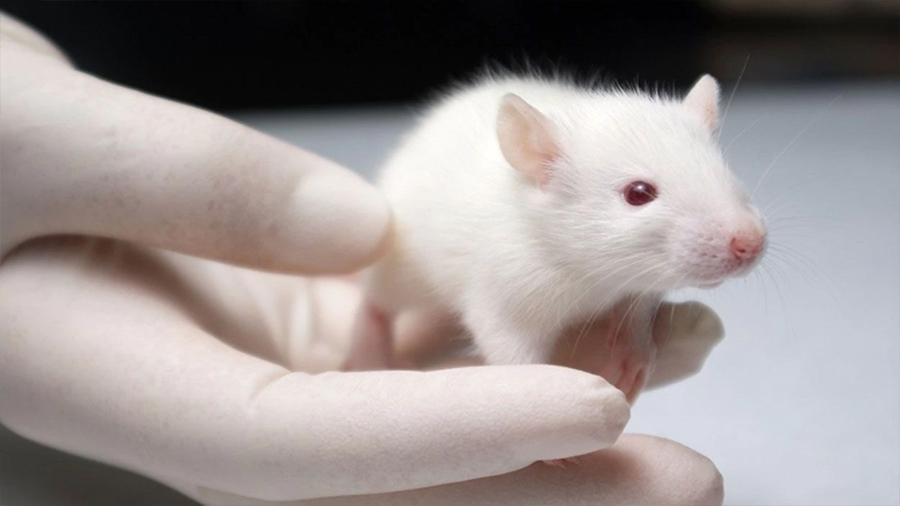 Logran revertir el envejecimiento en ratones: ahora intentarán con humanos