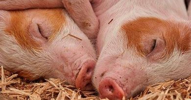 Científicos chinos consiguen clonar cerdos en un proceso sin humanos y 100% robotizado