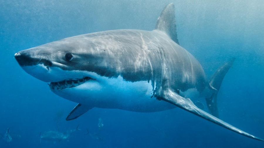 Numerosos peces se frotan adrede contra los tiburones