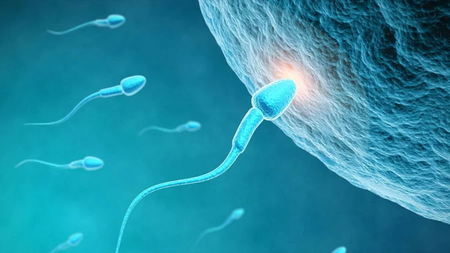 Investigadores israelíes desarrollan esperma en un laboratorio