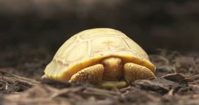 ¡Esperanza restaurada! Nace primera tortuga gigante albina