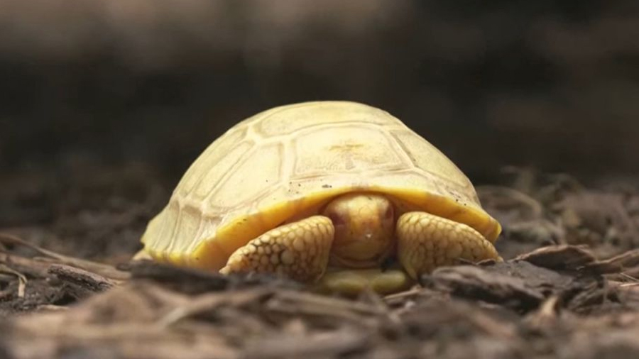 ¡Esperanza restaurada! Nace primera tortuga gigante albina