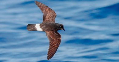 Descubren que el ave marina más pequeña del Mediterráneo migra al Atlántico