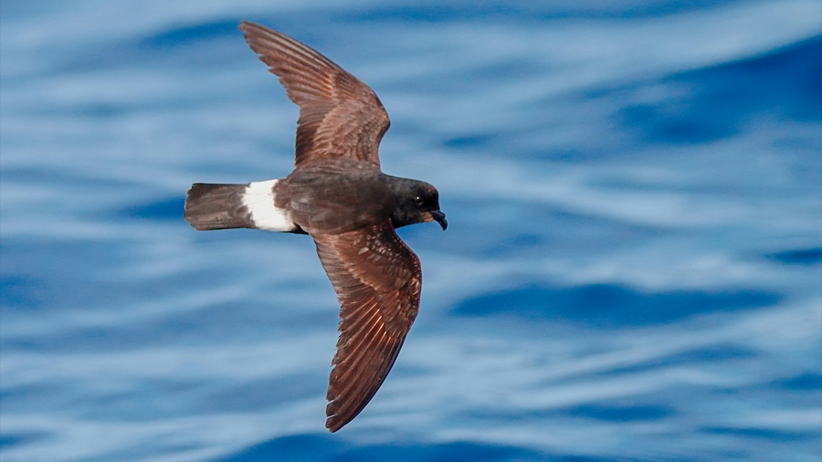 Descubren que el ave marina más pequeña del Mediterráneo migra al Atlántico