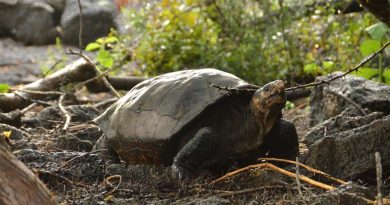 Fernanda, la tortuga gigante de Galápagos que confirma que su especie aún vive