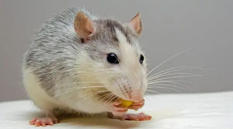 Las ratas nos enseñan cómo nuestro cerebro procesa la ansiedad