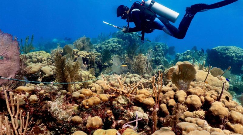 Una nueva enfermedad está matando los corales del Caribe mexicano
