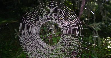 Estudian la tela de araña, un material que soporta cinco veces más tensión que el acero