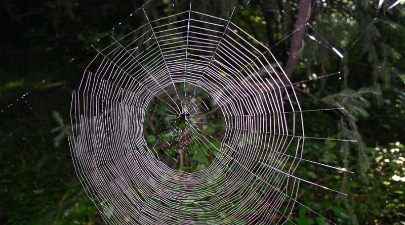 Estudian la tela de araña, un material que soporta cinco veces más tensión que el acero