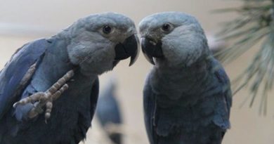 De Berlín a Brasil: la travesía sobre cómo quieren recuperar un ave extinta