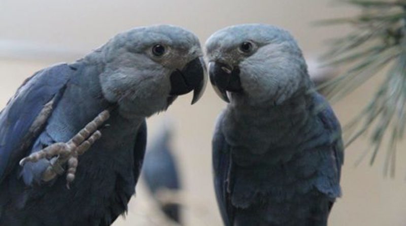 De Berlín a Brasil: la travesía sobre cómo quieren recuperar un ave extinta