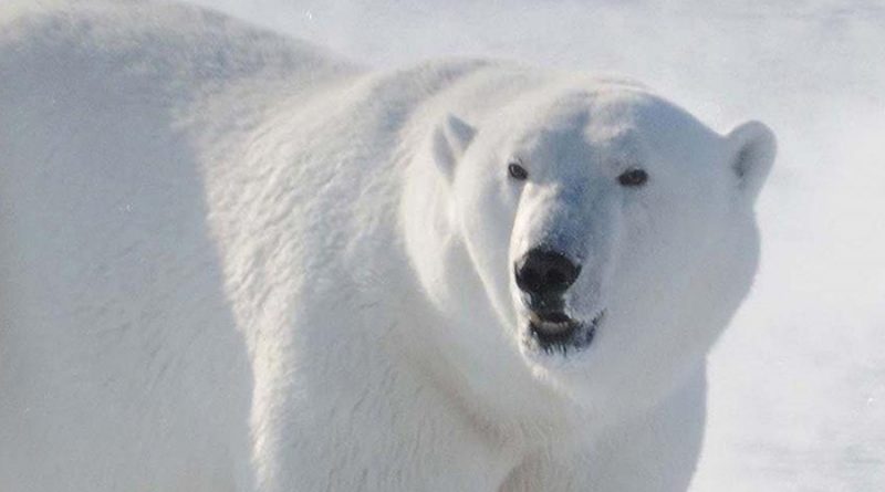 Hallan pruebas de mestizaje entre osos polares y osos pardos; se aparearon en el pasado