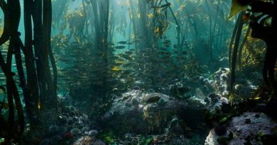 Conoce el bosque acuático hallado en el Golfo de México