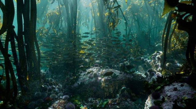 Conoce el bosque acuático hallado en el Golfo de México