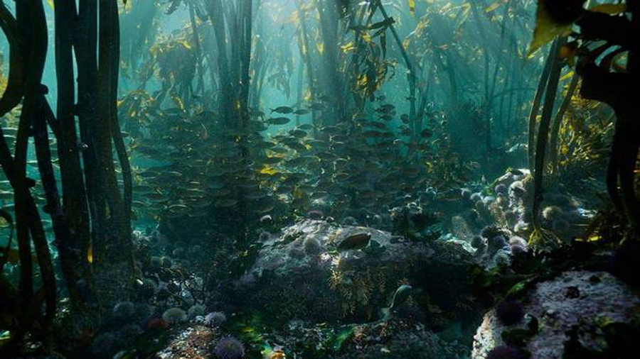 Conoce el bosque acuático hallado en el Golfo de México