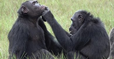 En peligro de extinción: la ciencia busca frenar el tráfico ilegal de chimpancés