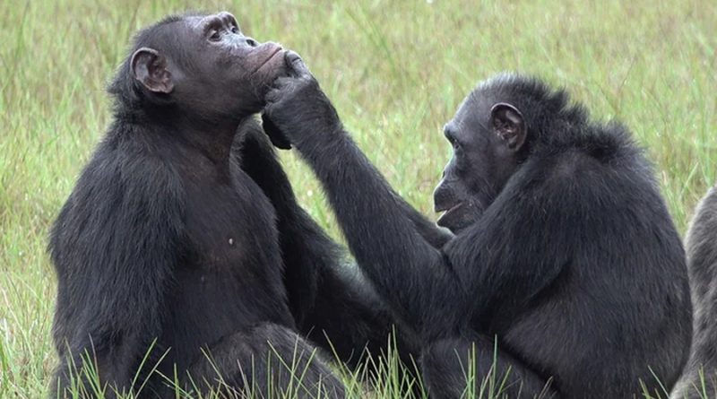 En peligro de extinción: la ciencia busca frenar el tráfico ilegal de chimpancés