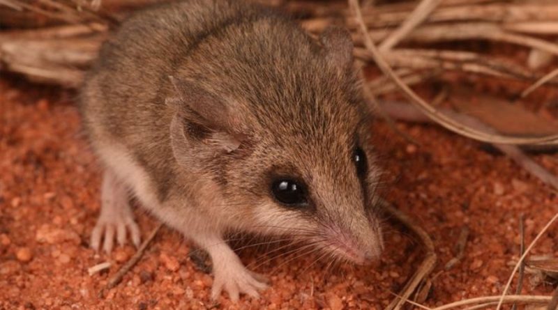 Gatos asilvestrados amenazan con extinguir un marsupial australiano