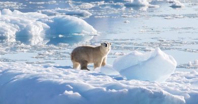 Descubren en Groenlandia osos polares que no dependen del hielo marino