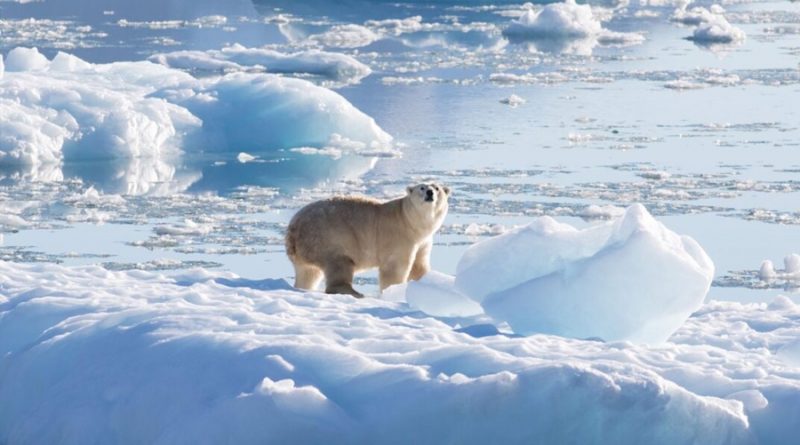 Descubren en Groenlandia osos polares que no dependen del hielo marino