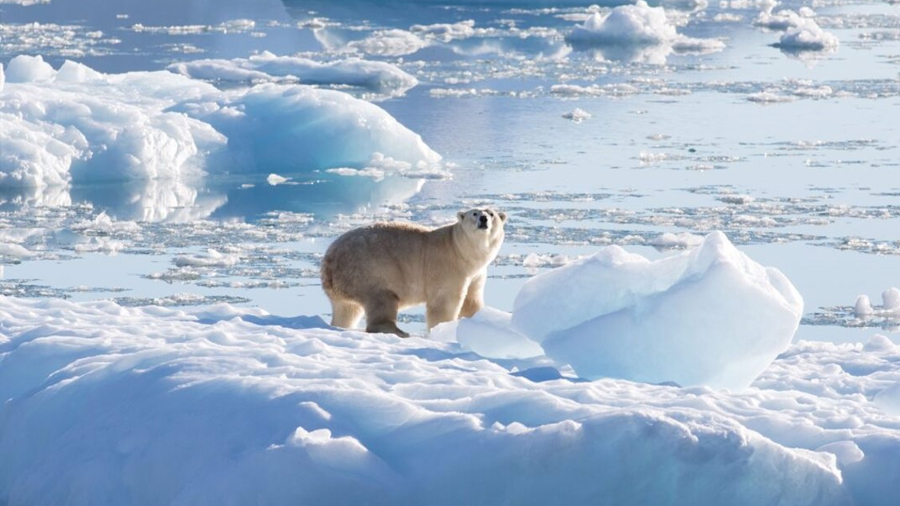 Descubren en Groenlandia osos polares que no dependen del hielo marino