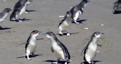 Cientos de pingüinos aparecen muertos desde mayo en playas de Nueva Zelanda