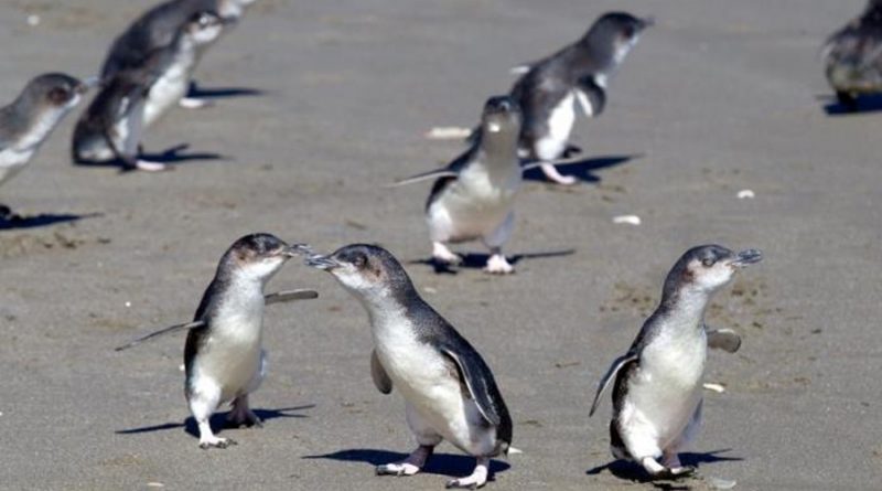Cientos de pingüinos aparecen muertos desde mayo en playas de Nueva Zelanda