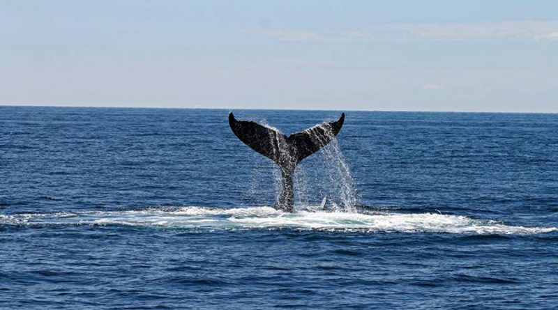 Científicos utilizan imágenes satelitales e inteligencia artificial para cuidar a las ballenas