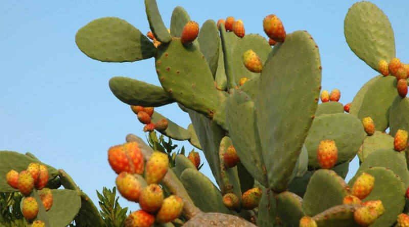 Descubren que los cactus pueden servir como antenas de wifi de banda ancha