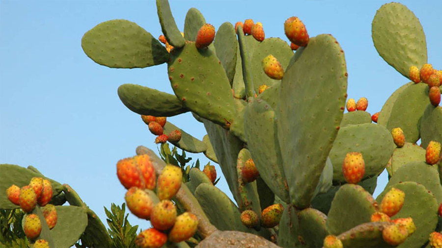 Descubren que los cactus pueden servir como antenas de wifi de banda ancha