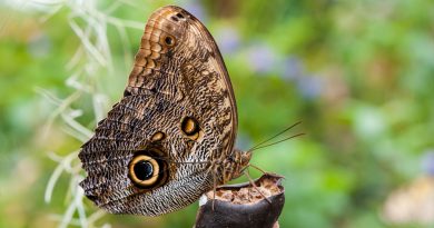 ¡Conoce a Caligo eurilochus, una increíble mariposa búho!