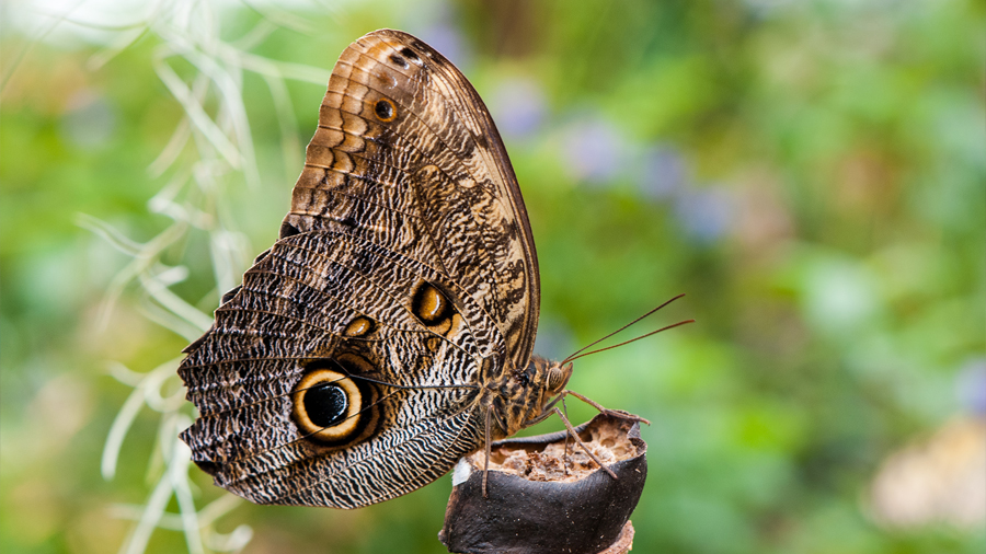¡Conoce a Caligo eurilochus, una increíble mariposa búho!