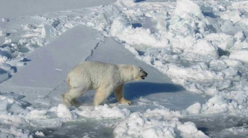 Los científicos descubren una subpoblación de osos polares