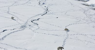 Descubren deshielo en glaciares antárticos sin precedente en 5 mil años