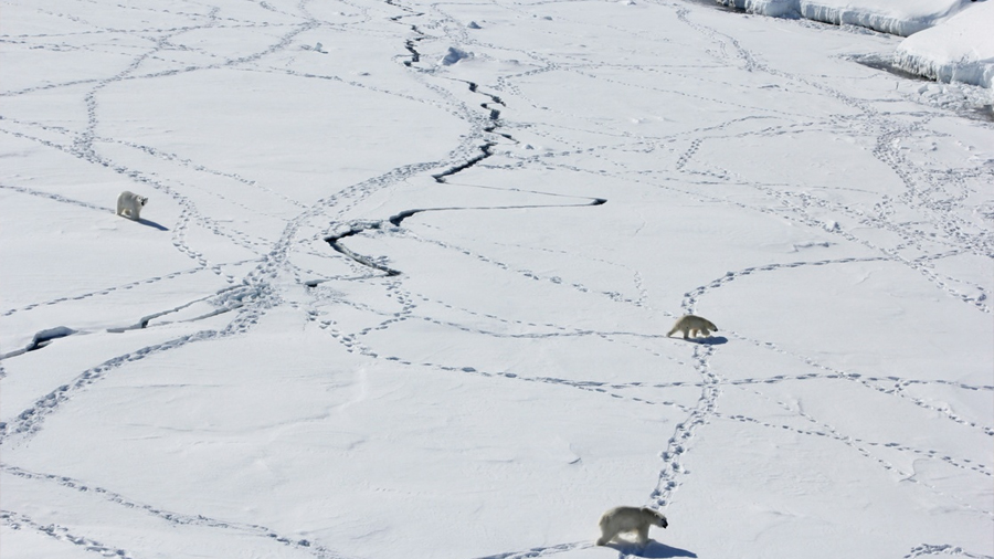 Descubren deshielo en glaciares antárticos sin precedente en 5 mil años