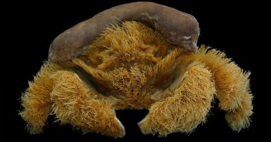 Descubren nueva especie de cangrejo esponja en Australia
