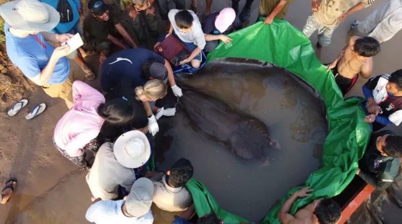 Descubren el pez de agua dulce más grande del mundo: una raya de 300 kilos