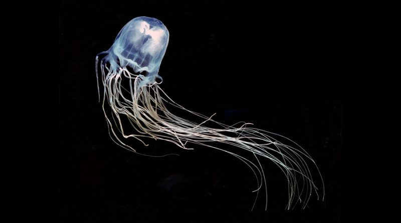 La ‘medusa de caja’ es el animal marino más venenoso del mundo
