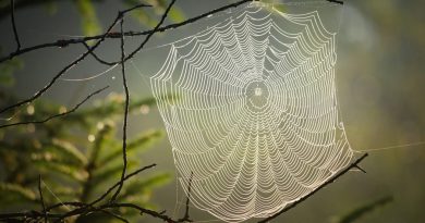 ¿Sabías que el material más resistente de la naturaleza es la tela de araña?