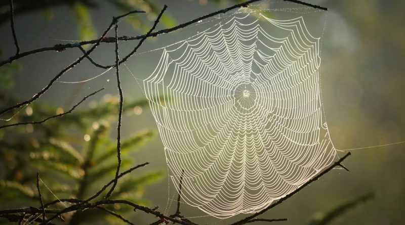 ¿Sabías que el material más resistente de la naturaleza es la tela de araña?