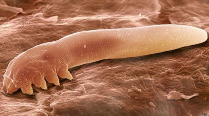 Ácaros: las criaturas microscópicas que viven en nuestro rostro tendrían los días contados