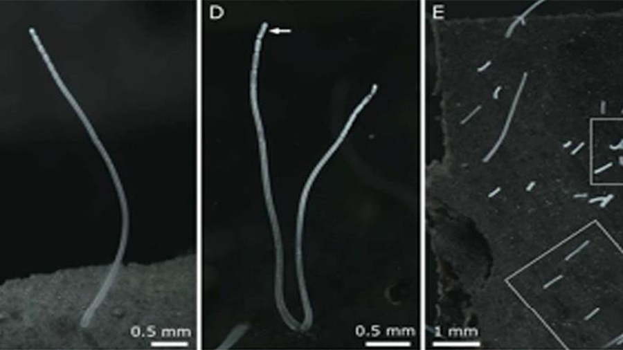 La bacteria más grande, visible al ojo, desafía principios de la biología